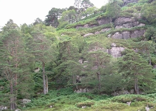 Scots pines, Dundonnell.