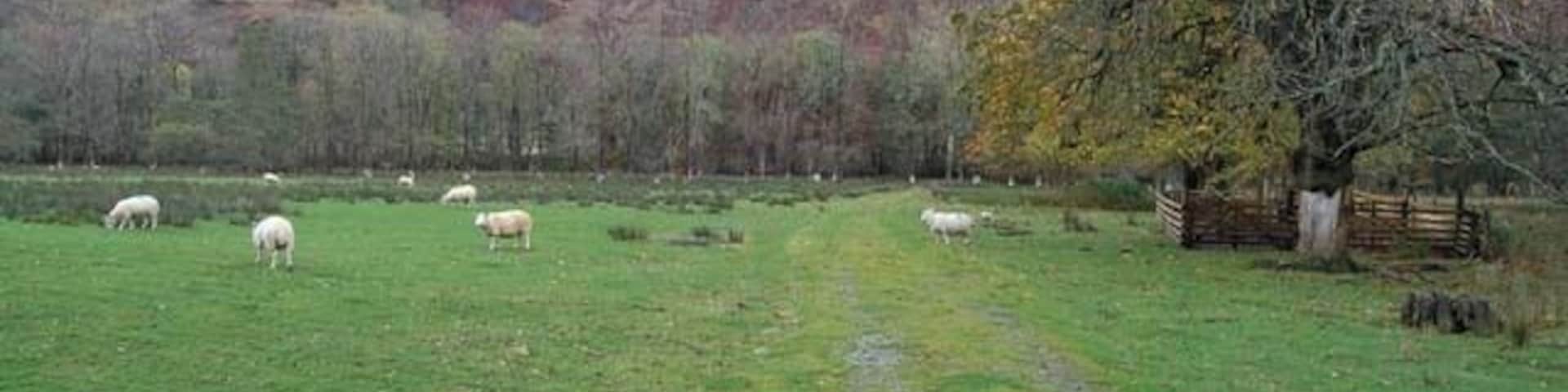 Sheep grazing in Strath More