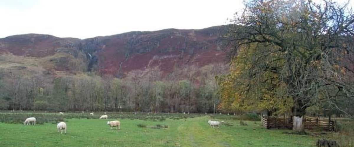 A green field with a path, sheep, and a tree.