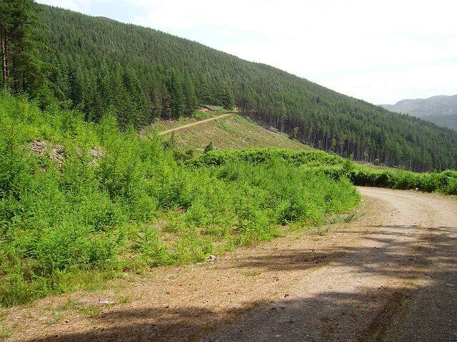 Strathconon Wood. Forestry Commission managed forest, mainly Scots Pines on the north side of Strathconon.