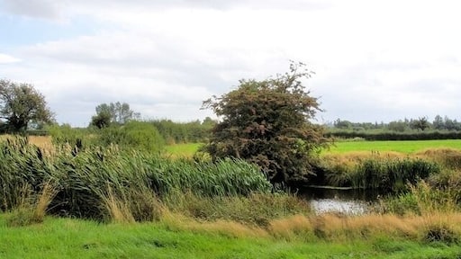 Rowton - footpath 5 Rowton - footpath 5 - pond near the Waverton parish boundary.