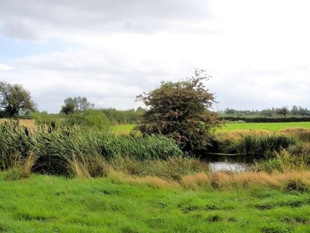 A grassy field with a small pond, dense reeds, and a tree in the center.