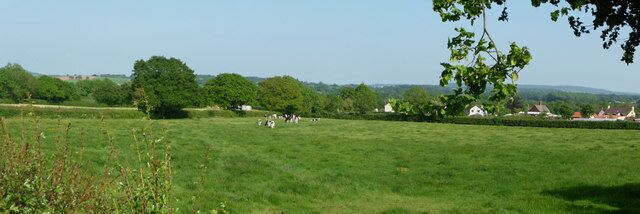 Mid Devon : Grassy Field & Cows