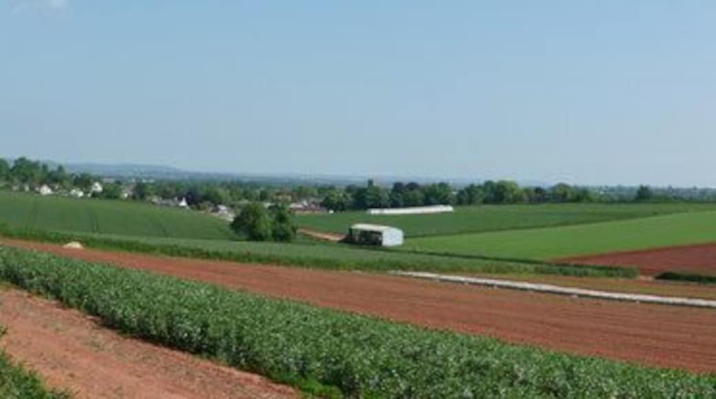 Mid Devon : Countryside & Fields Near Halberton