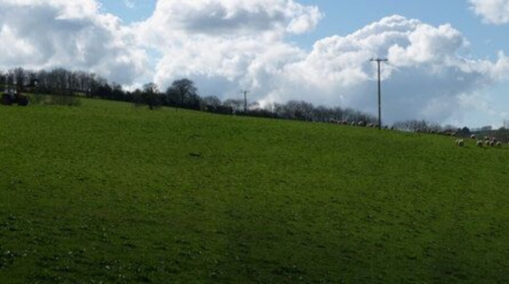 Mid Devon : Field & Sheep Herding Sheep are being herded into the next field by this tractor and the dog.