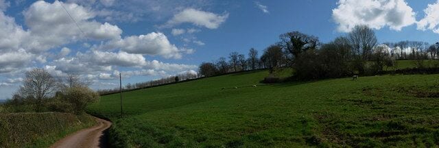 Mid Devon : Farm Track & Field of Sheep