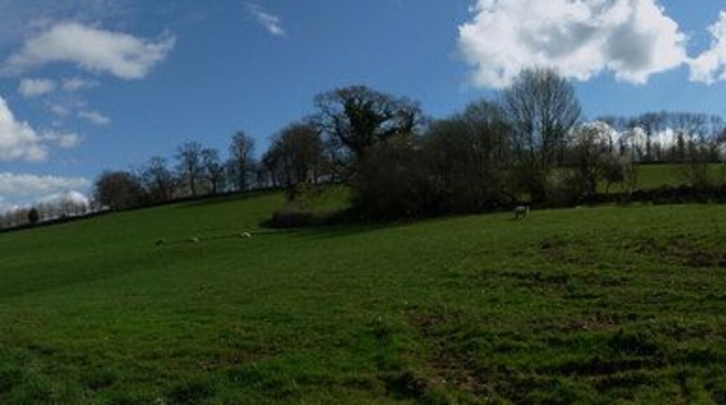 Mid Devon : Farm Track & Field of Sheep