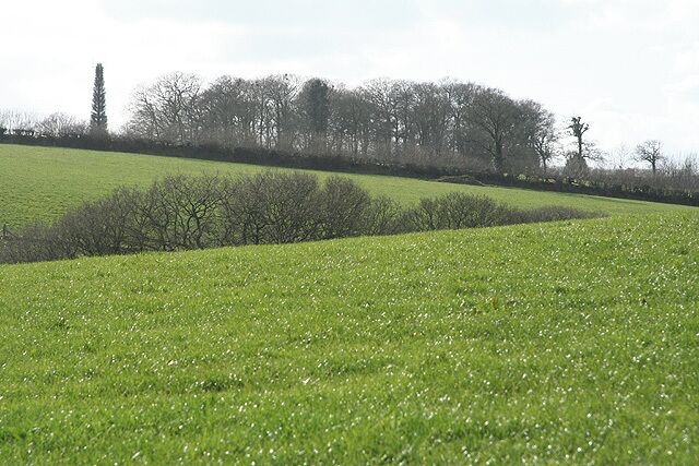 Thelbridge: north from Mill Barton The conifer to the left of the wood  and beyond the square  is a disguised communications mast. Antennae appear at the top of the tree. Looking west-south-west