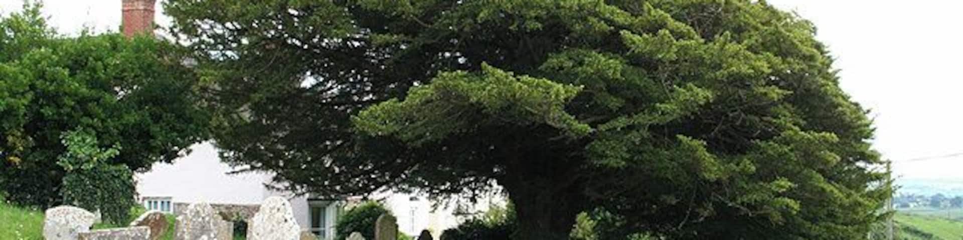 Yew tree in St Mary the Virgin's parish churchyard, Washfield, Devon