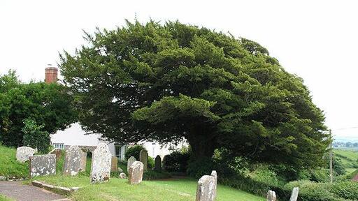 Yew tree in St Mary the Virgin's parish churchyard, Washfield, Devon