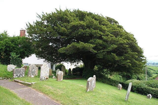 A cemetery with gravestones and a large tree in the center.