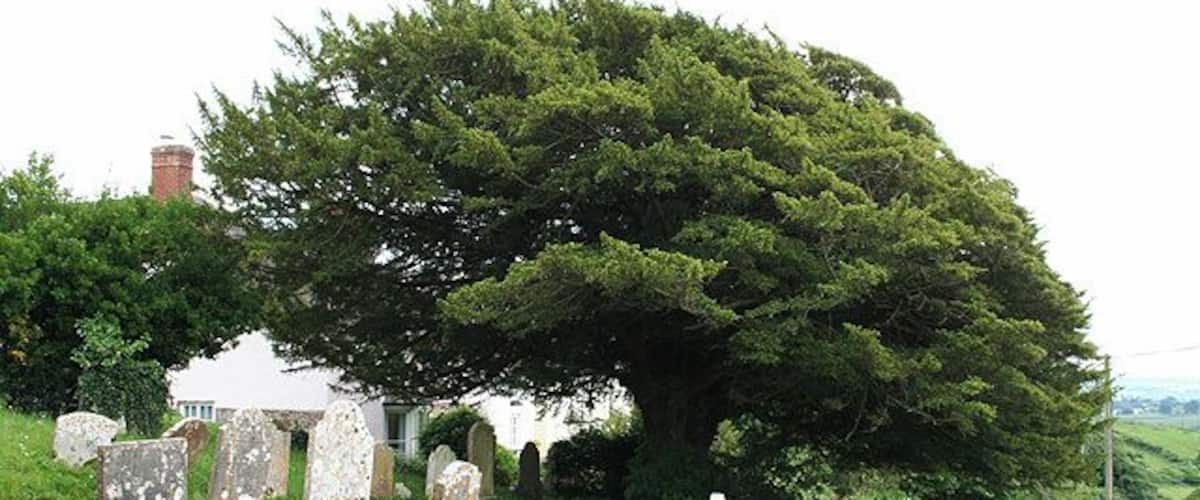 A cemetery with gravestones and a large tree in the center.
