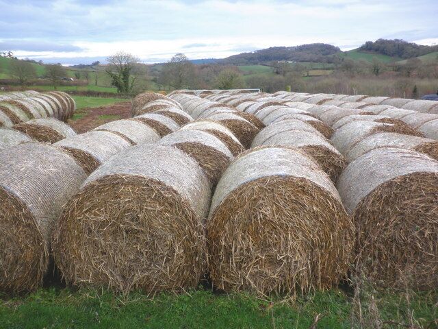 Straw bales, near Cadeleigh Court