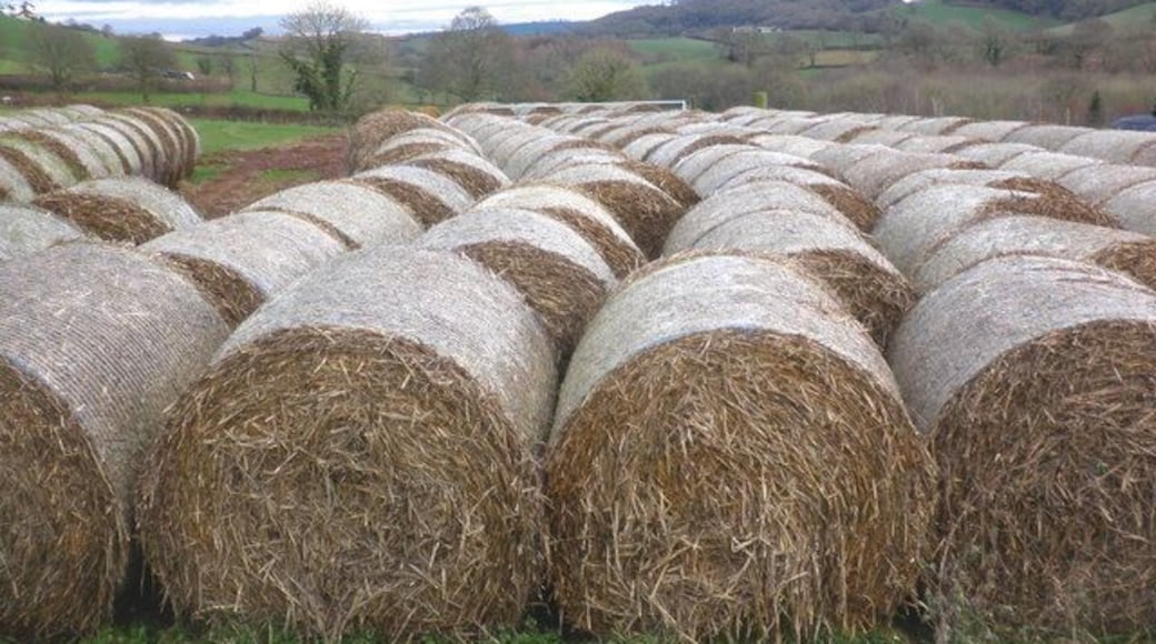 Straw bales, near Cadeleigh Court