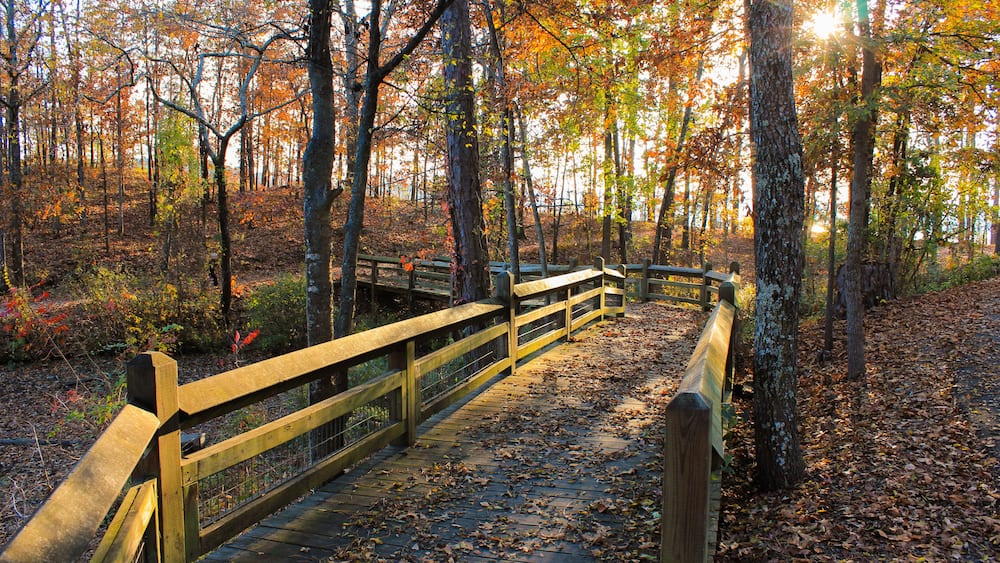 Eine Holzbrücke in einem Wald mit Herbstlaub.