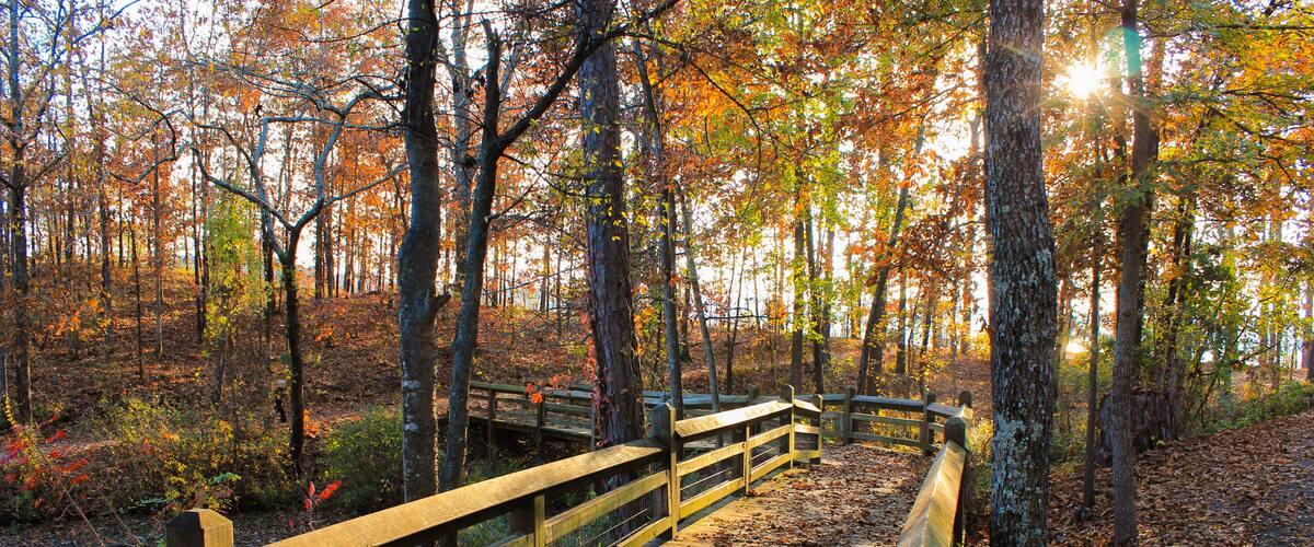Colorful Fall Forest Boardwalk In the Evening