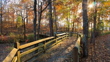 Colorful Fall Forest Boardwalk In the Evening