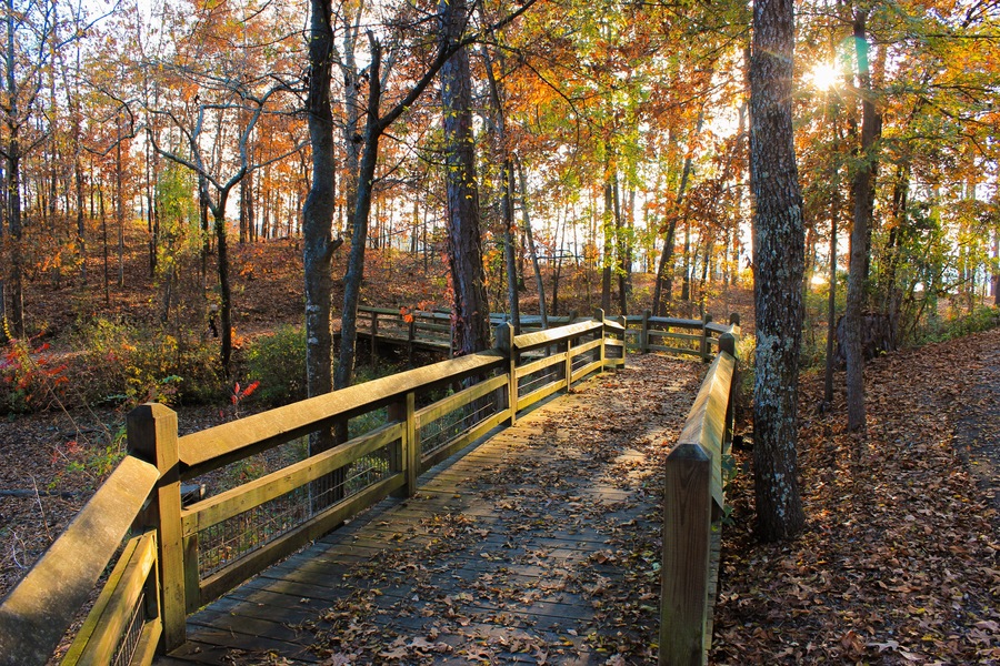 Colorful Fall Forest Boardwalk In the Evening