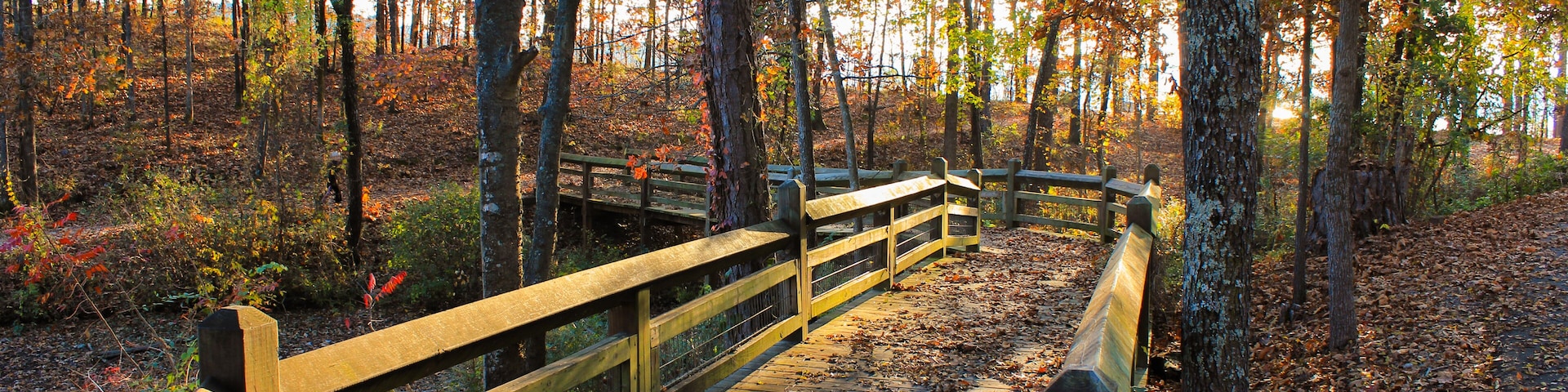 Colorful Fall Forest Boardwalk In the Evening