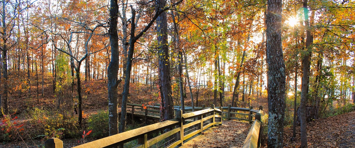 Colorful Fall Forest Boardwalk In the Evening
