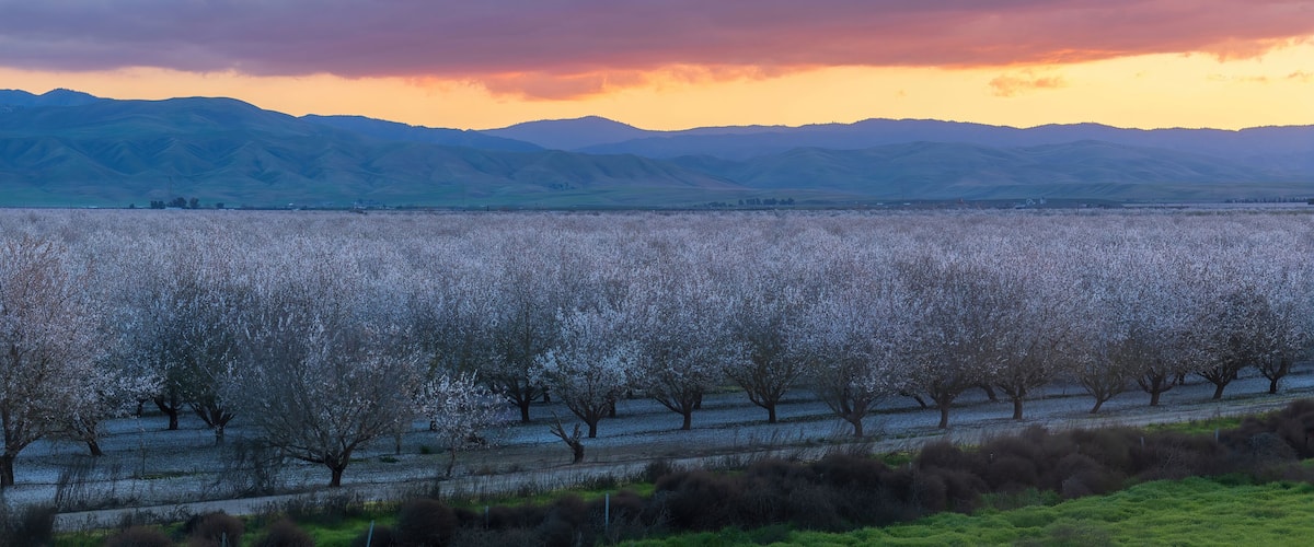 Atmospheric Sunset over Almond Blooming Orchards near Modesto, Stanislaus County, California.