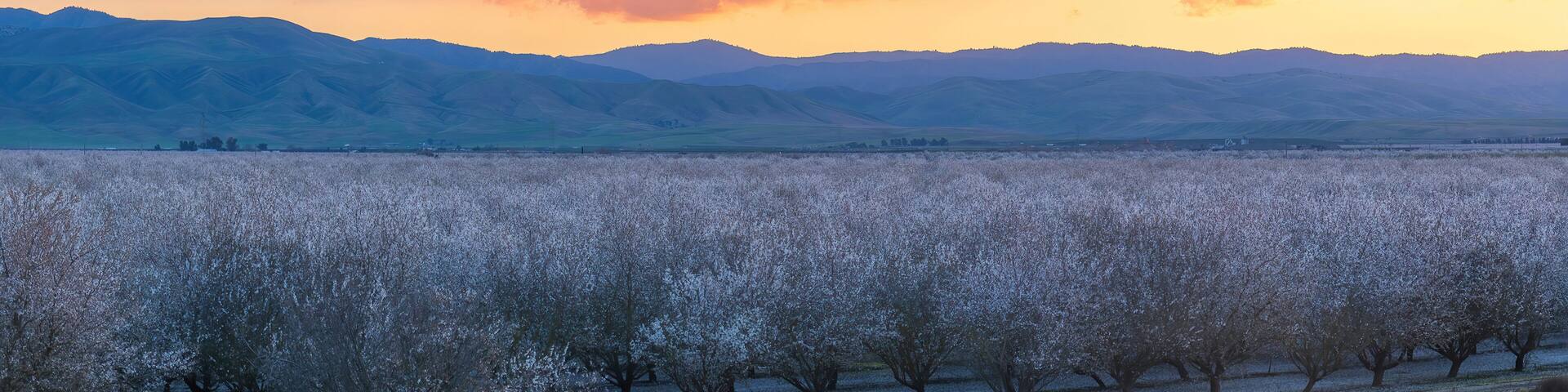 Atmospheric Sunset over Almond Blooming Orchards near Modesto, Stanislaus County, California.