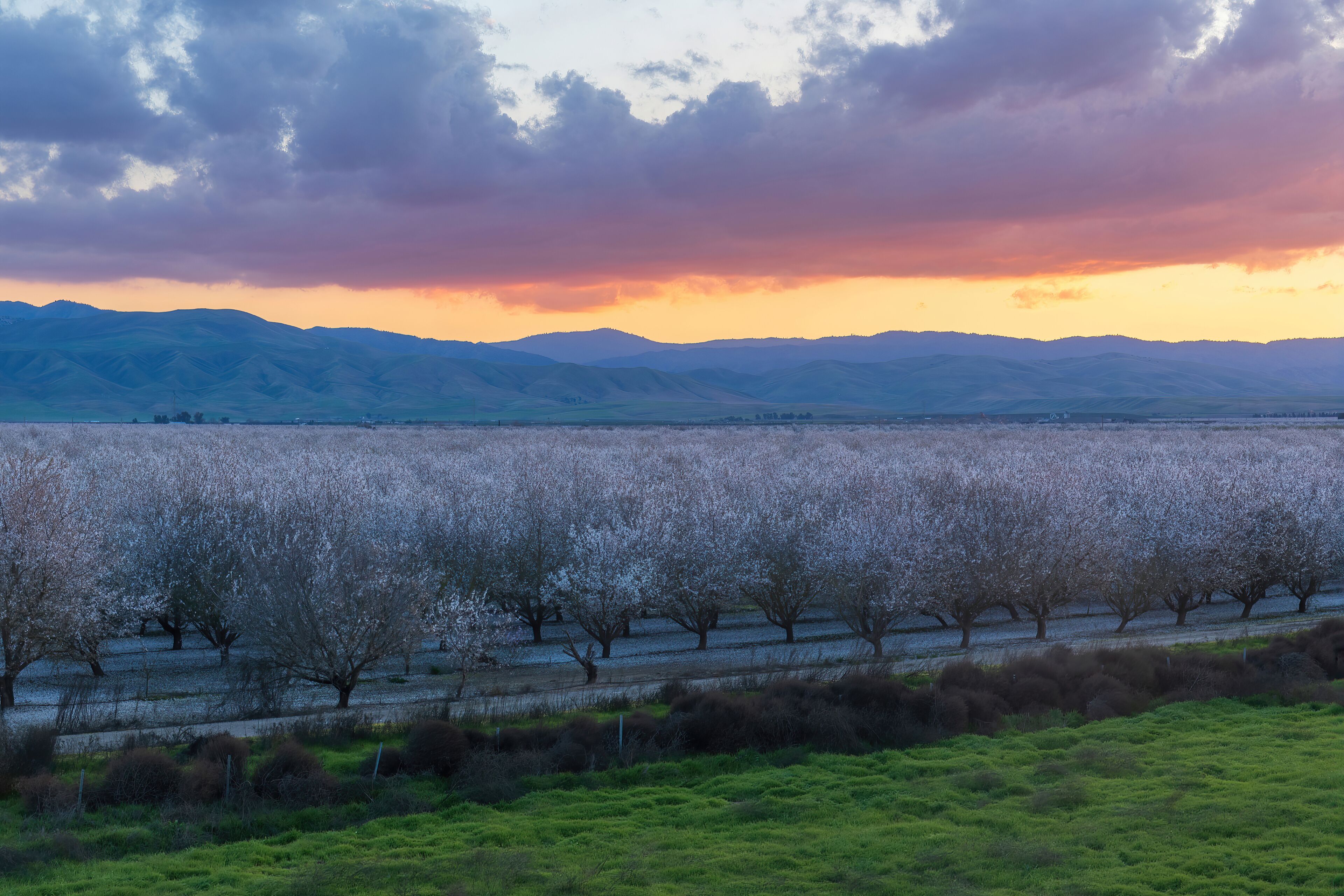 A landscape with a row of blossoming trees, a distant mountain range, and a cloudy sky.