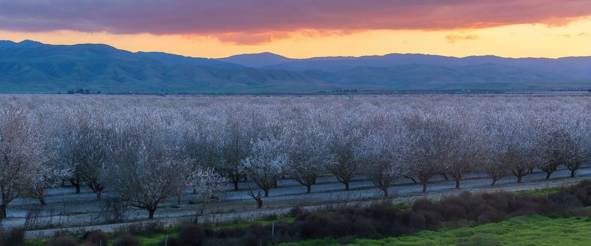 A landscape with a row of blossoming trees, a distant mountain range, and a cloudy sky.