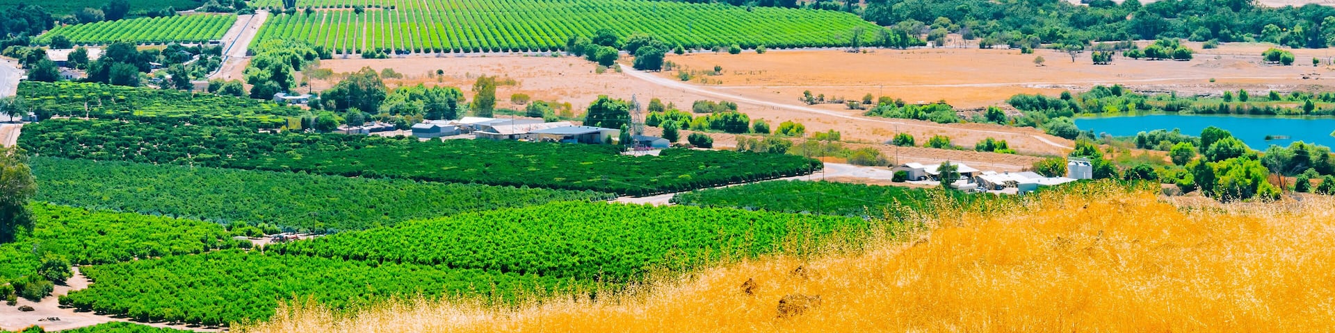 Clearing fog in the San Joaquin Valley, the agricultural center of California.