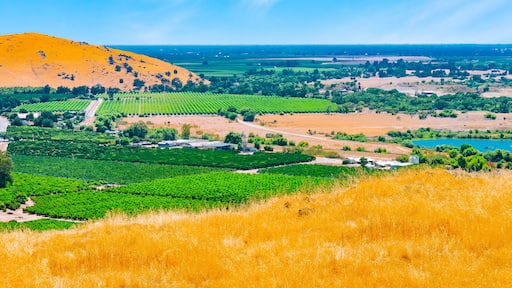 Clearing fog in the San Joaquin Valley, the agricultural center of California.