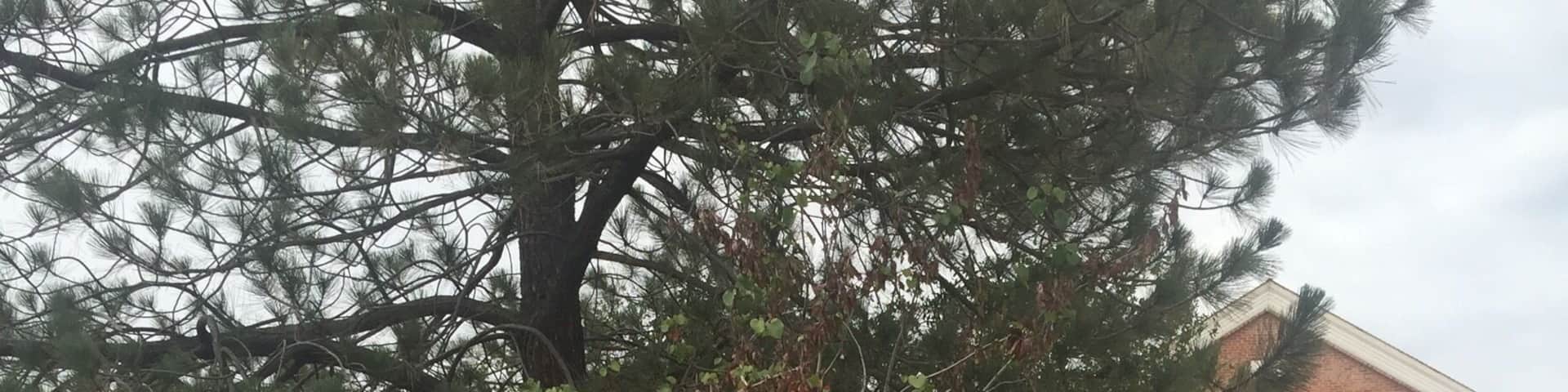 Old court house out in country back of Clovis.