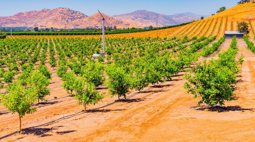 Clearing fog reveals Young citrus trees growing in the San Joaquin Valley, Calif.