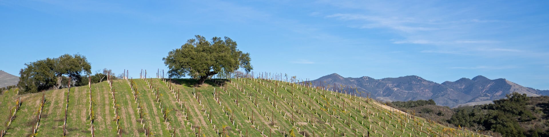 Los Olivos Hotel Guide