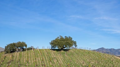 Lone oak tree on hillside in vineyard in Central California United States