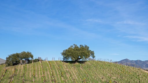 Lone oak tree on hillside in vineyard in Central California United States