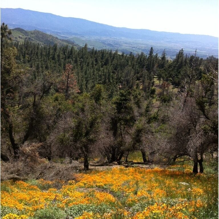 Wild blooms at Figueroa Mountain, Santa Ynez.