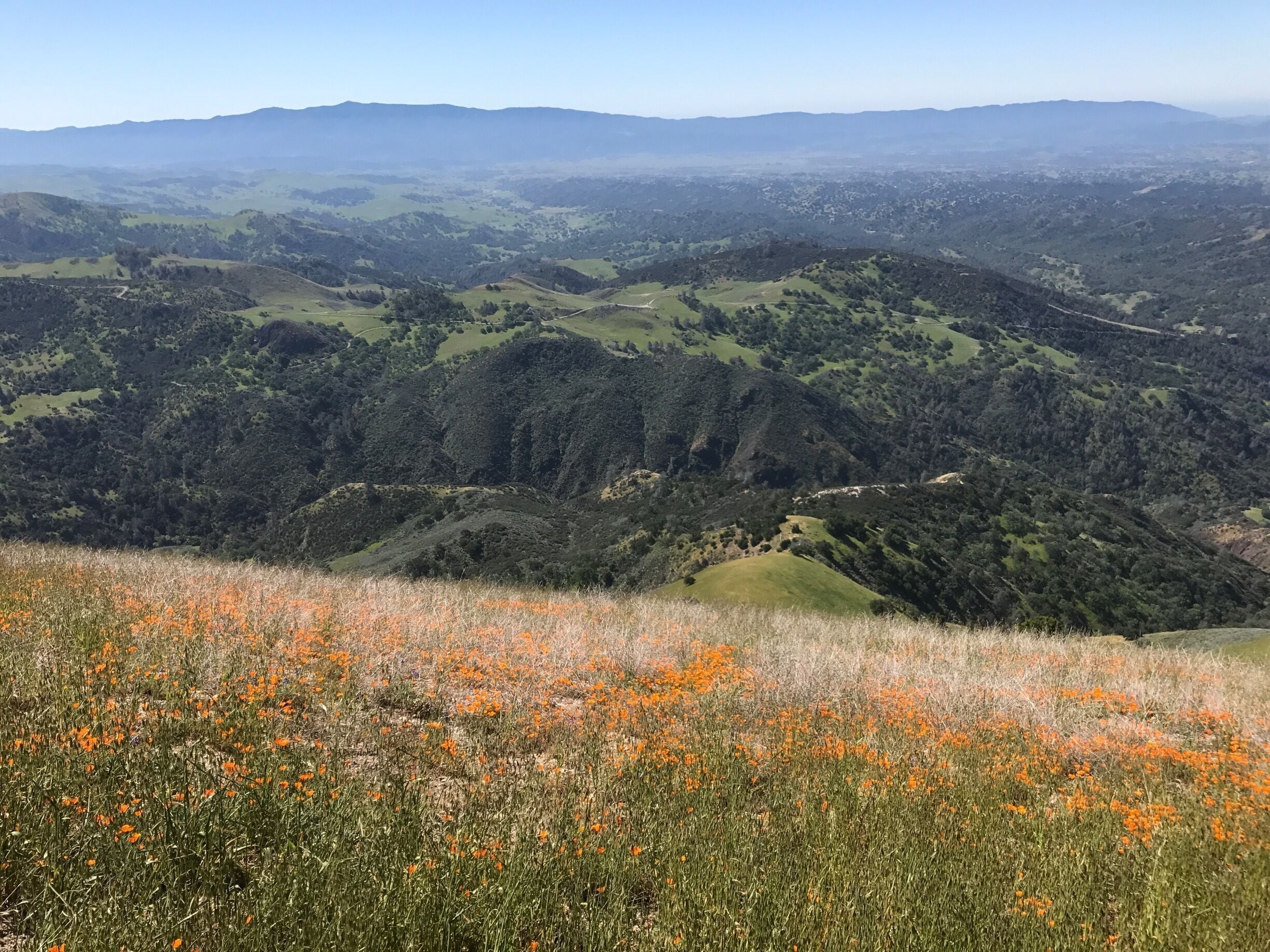 Tough hike but lovely at the top. Just outside of Los Olivos, CA
Not as many orange poppies as usual but still worth the trip!