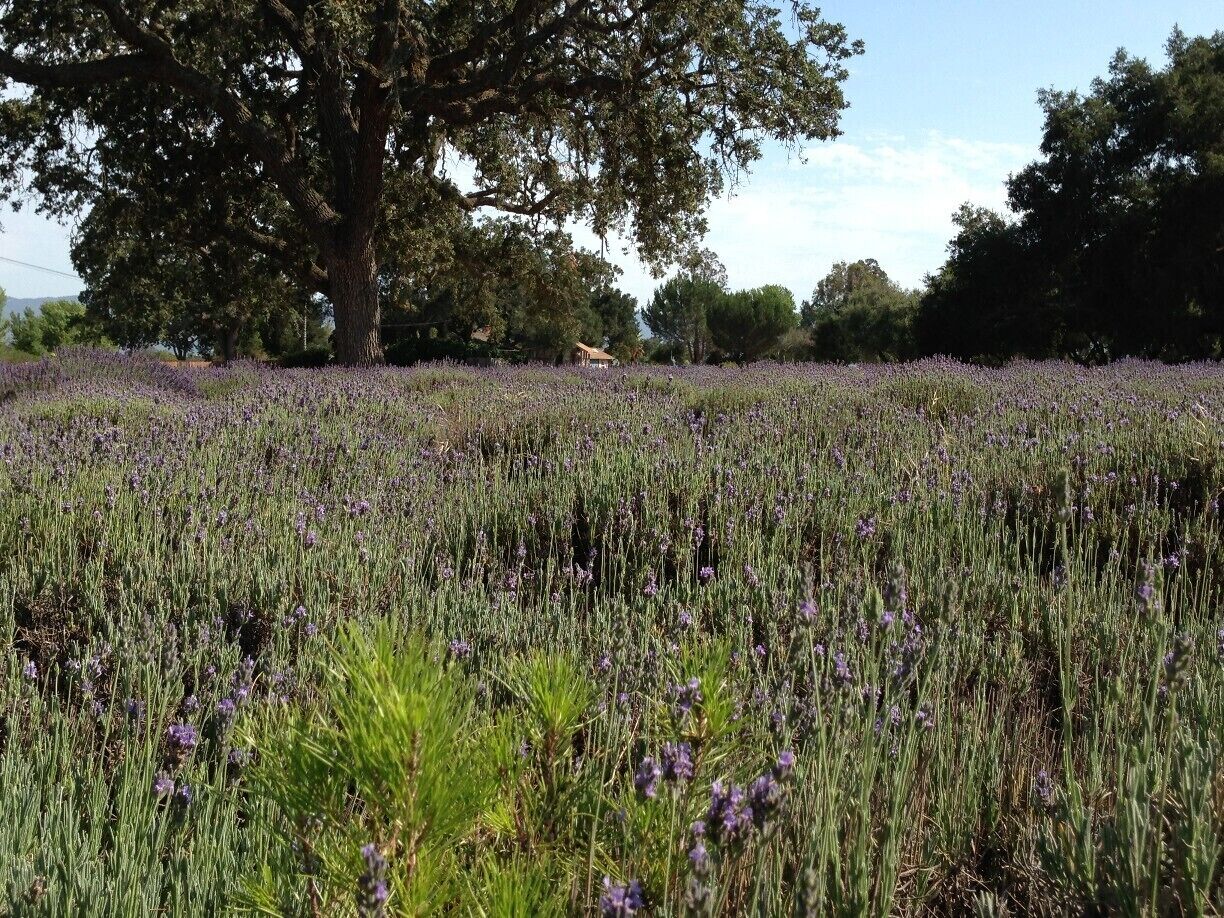 Um campo de lavanda com uma grande árvore ao fundo.