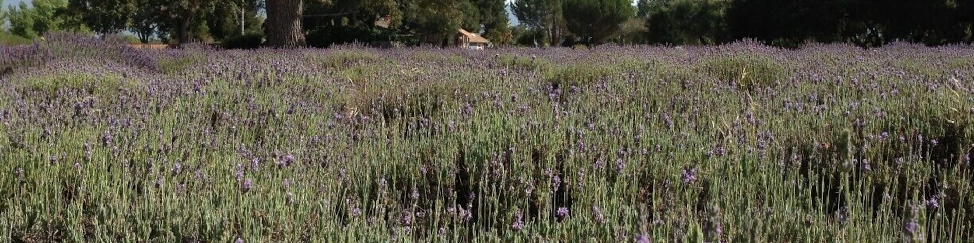 Um campo de lavanda com uma grande árvore ao fundo.
