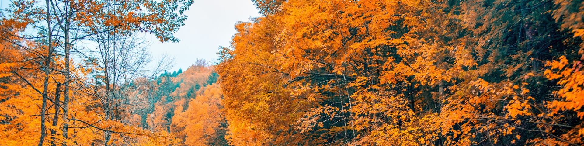 Road across the forest in foliage season on a rainy day