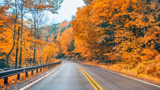 Road across the forest in foliage season on a rainy day