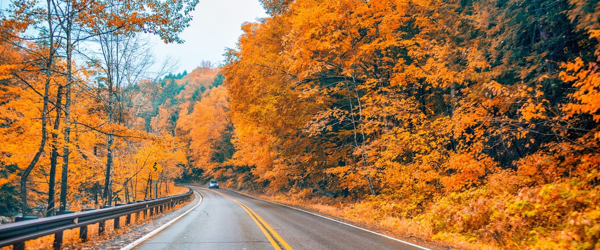 A road flanked by trees with autumn foliage.