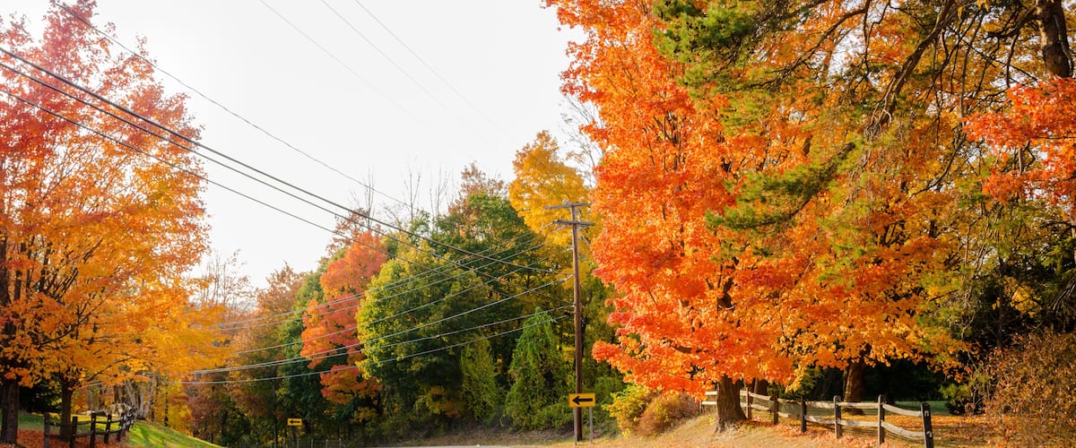 Curve along a Road Lined with Colourful Trees in Autumn.