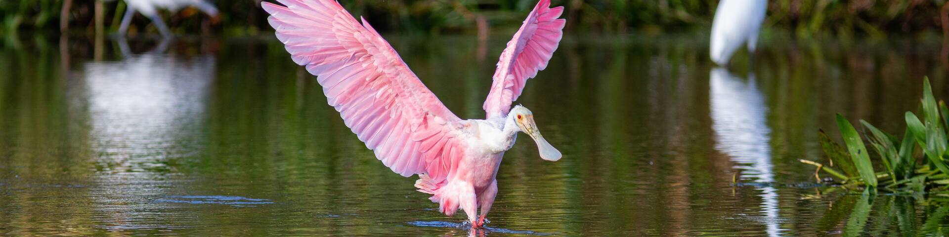 A pink heron standing in water with its wings spread, surrounded by greenery.