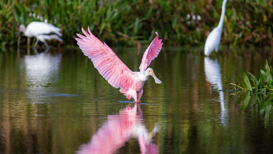 A pink heron standing in water with its wings spread, surrounded by greenery.