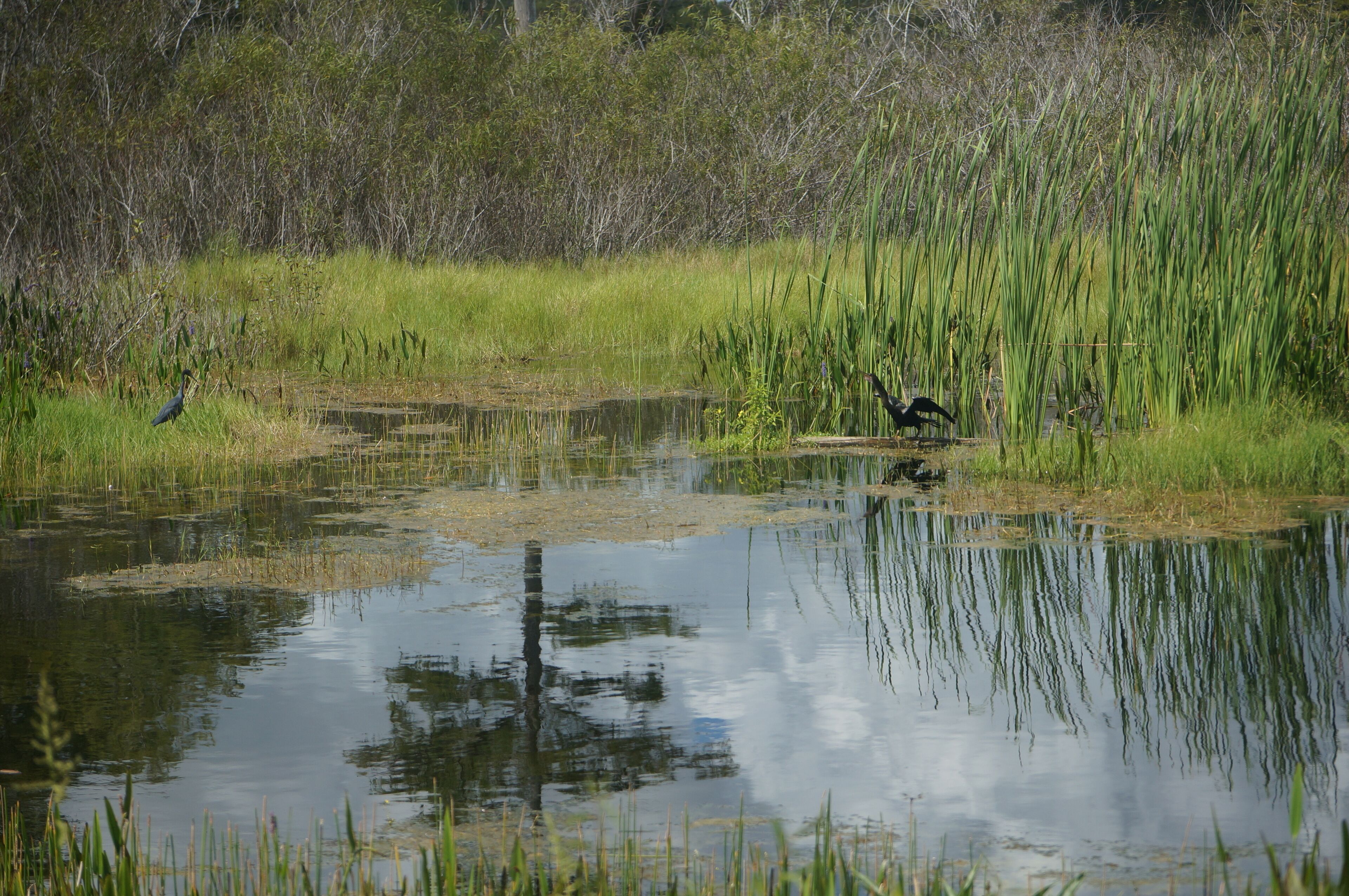 flying bird in the swamp