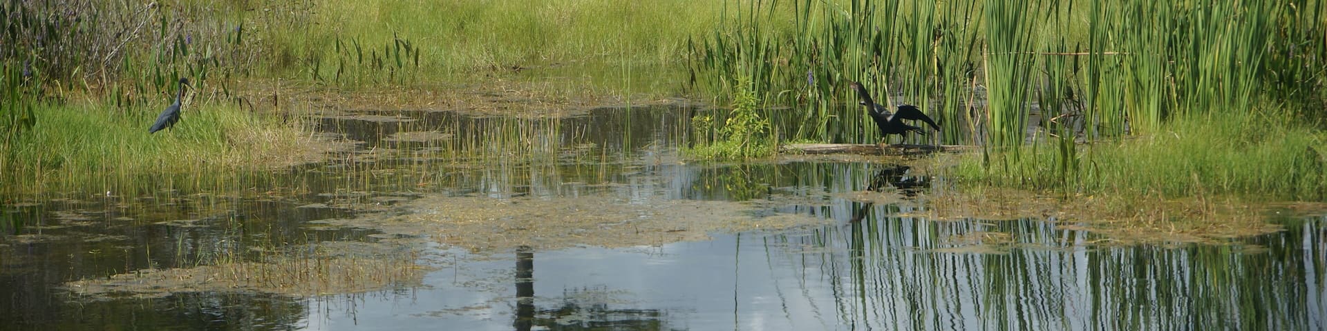 flying bird in the swamp