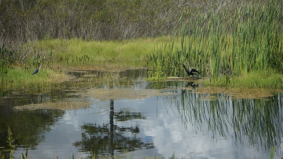 A calm pond surrounded by tall grasses and reeds.