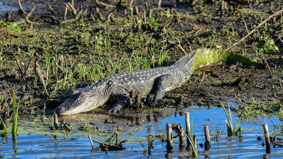 A crocodile in a muddy water body with vegetation around.