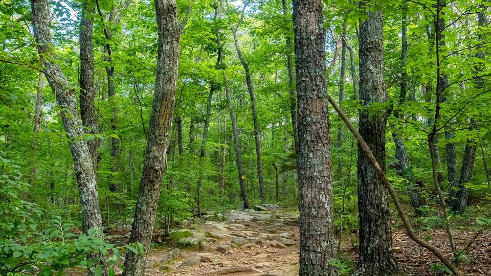 West Rim Loop Trail, Cloudland Canyon State Park, Georgia, USA